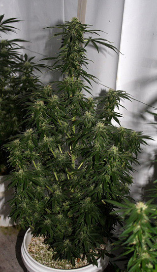 Mr. Nice Seeds - Early Haze (reg.)