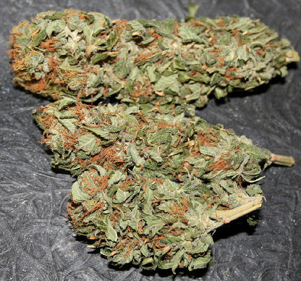 Mr. Nice Seeds - Early Haze (reg.)