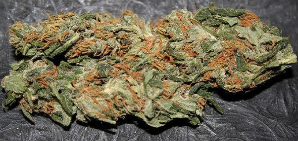 Mr. Nice Seeds - Early Haze (reg.)