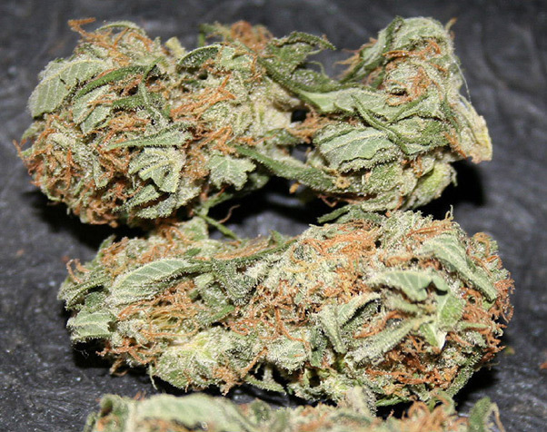 Mr. Nice Seeds - Early Haze (reg.)