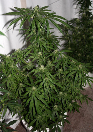 Mr. Nice Seeds - Early Haze (reg.)