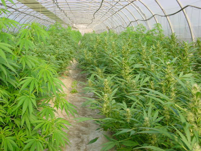 Mr. Nice Seeds - Early Haze (reg.)