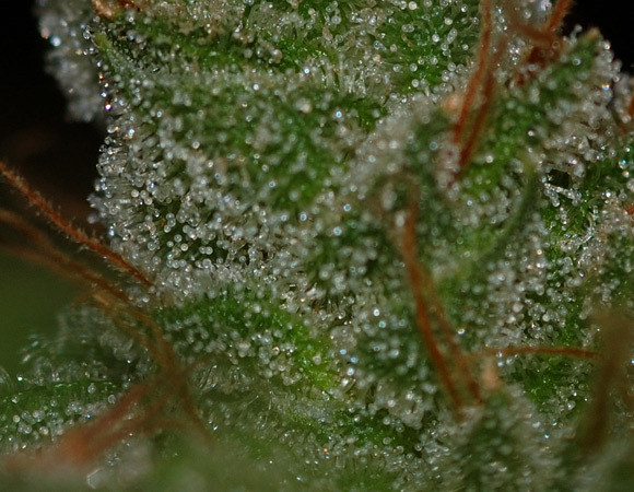 Mr. Nice Seeds - G13 Skunk (reg.)