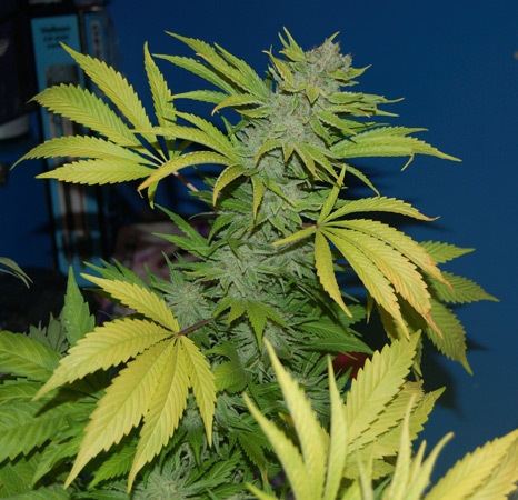 Mr. Nice Seeds - G13 Skunk (reg.)