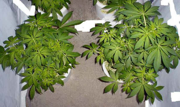 Mr. Nice Seeds - G13 Skunk (reg.)