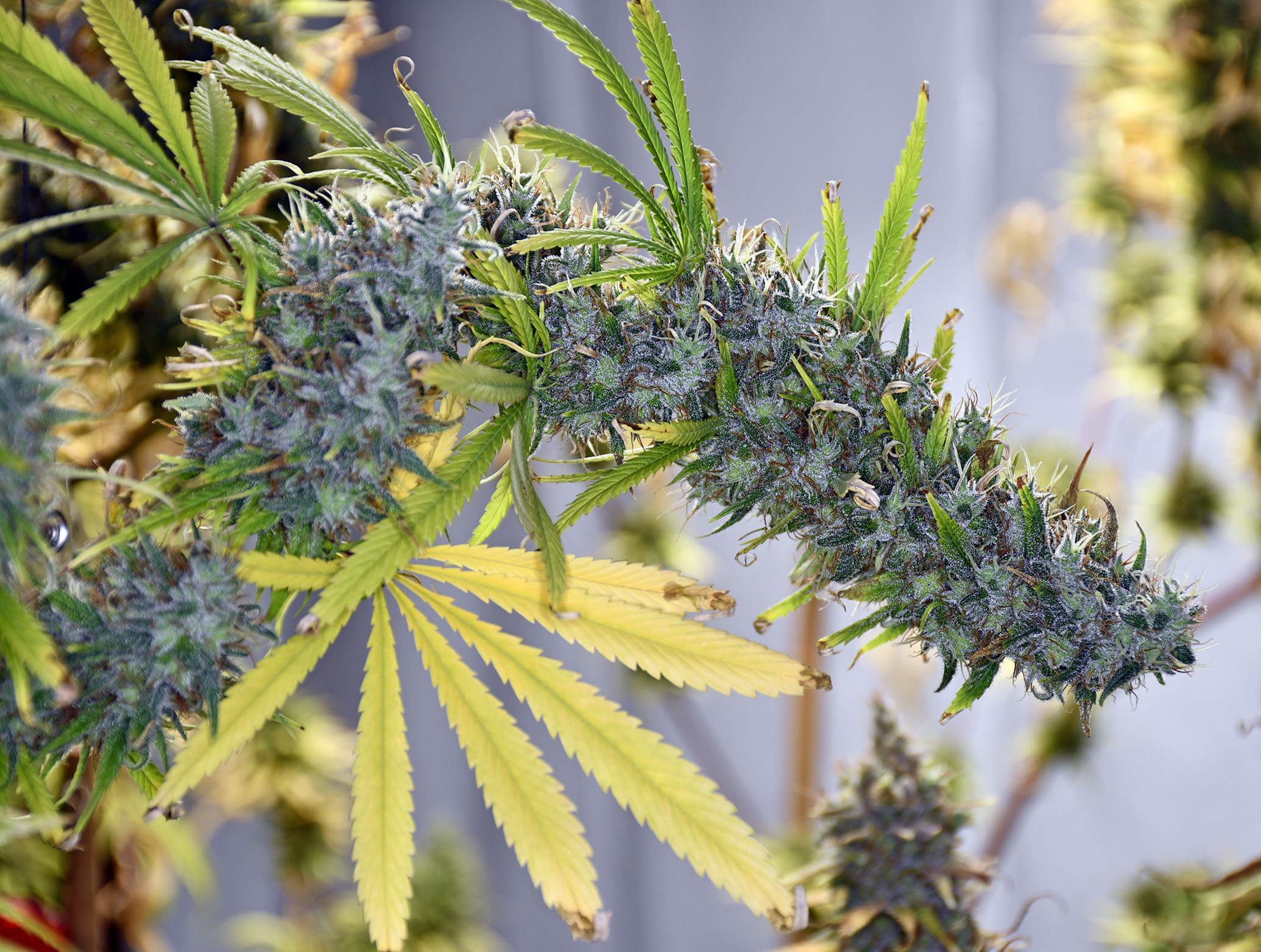 Mr. Nice Seeds - Holy Smoke (reg.)