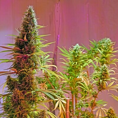 Mr. Nice Seeds - Holy Grail (reg.) 08785