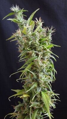 Mr. Nice Seeds - Widow Grail (GROWL) (reg.) 08784