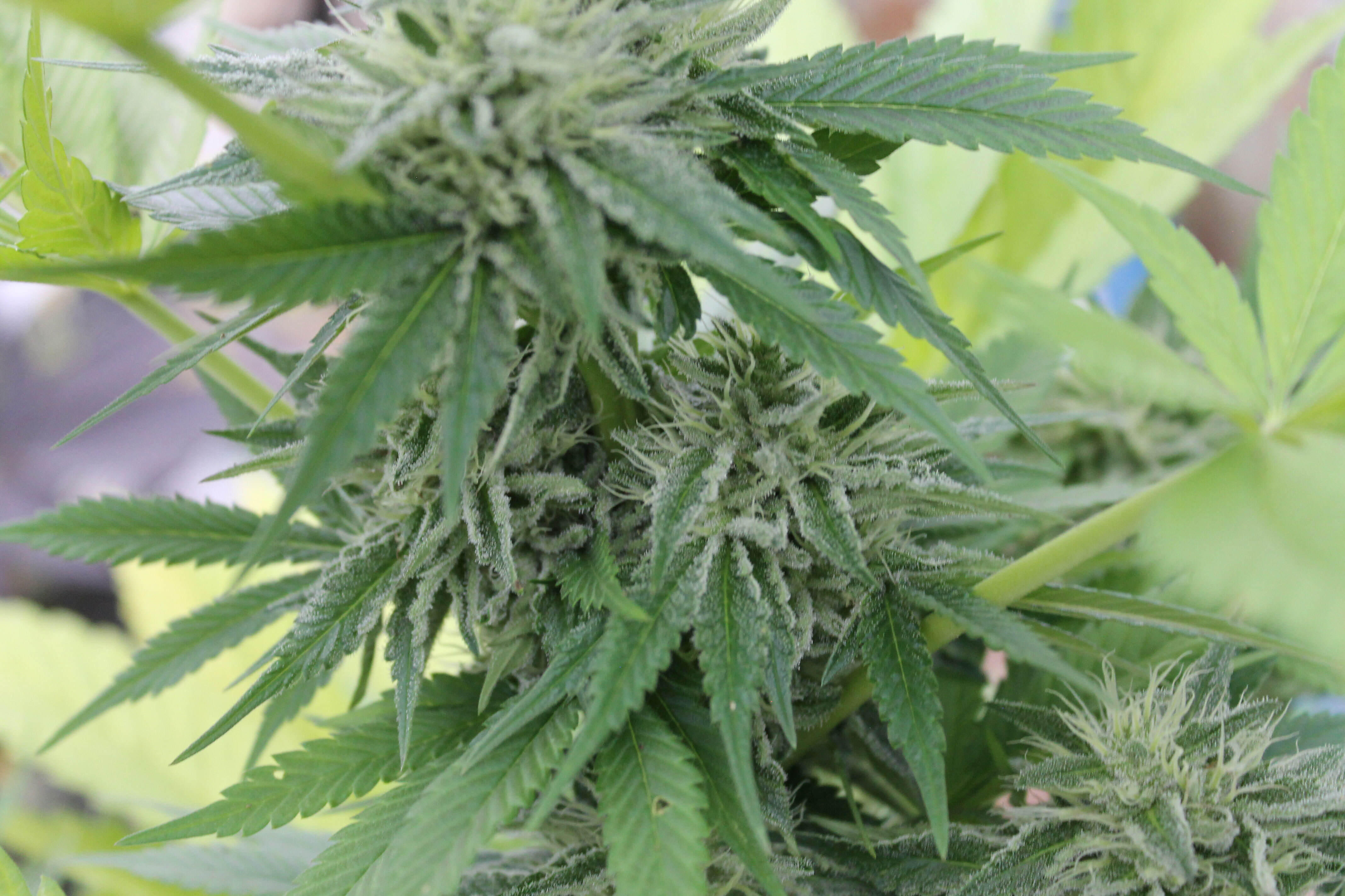 Mr. Nice Seeds - Widow Grail (GROWL) (reg.)