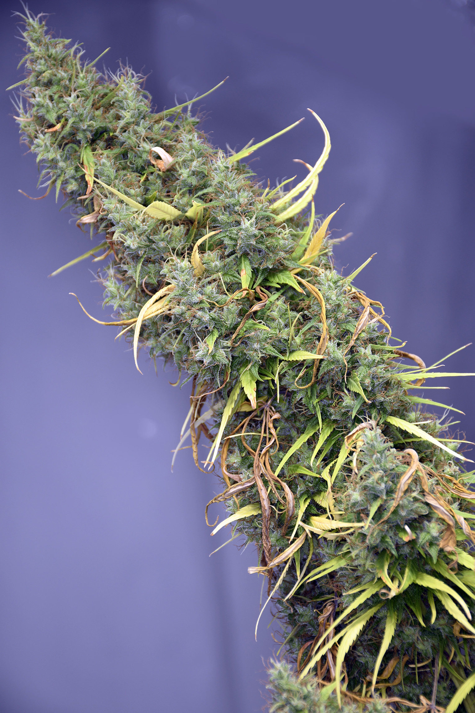 Mr. Nice Seeds - Holy Grail (reg.)
