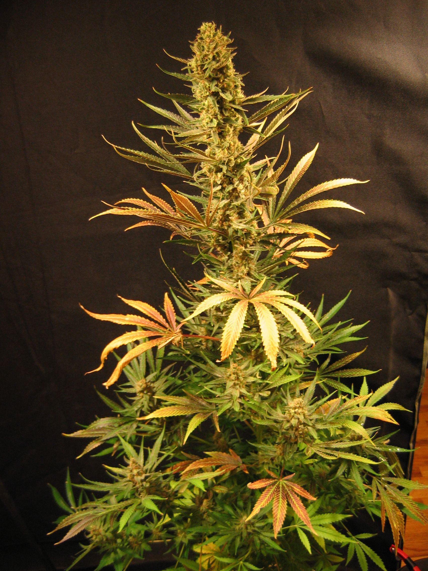 Mr. Nice Seeds - Holy Smoke (reg.)