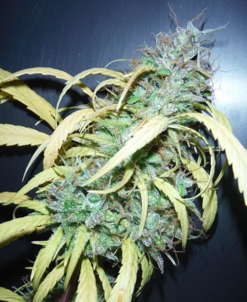Mr. Nice Seeds - Widow Grail (GROWL) (reg.)