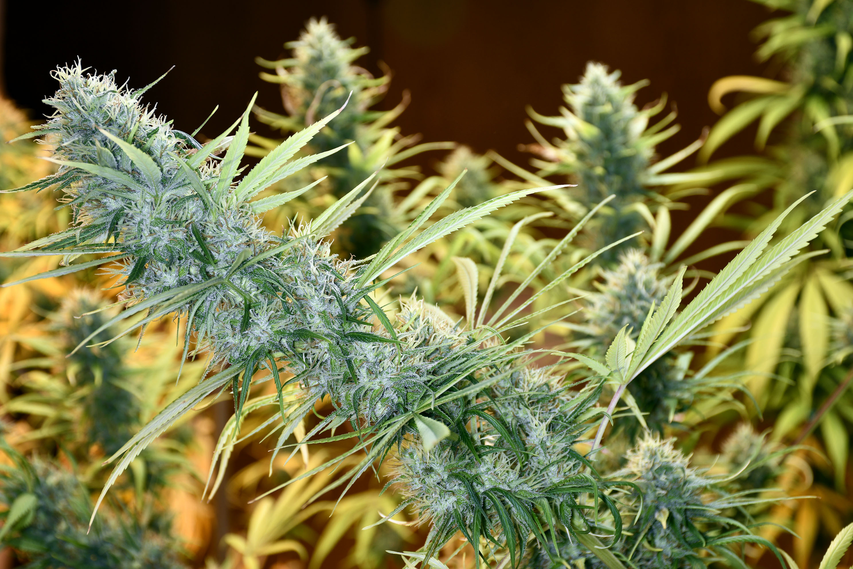 Mr. Nice Seeds - Holy Grail (reg.)