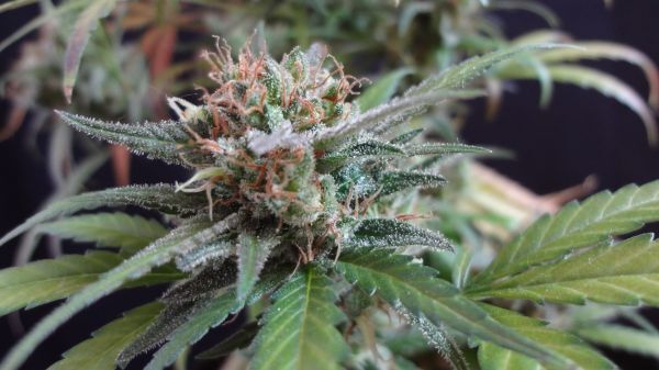 Mr. Nice Seeds - Widow Grail (GROWL) (reg.)