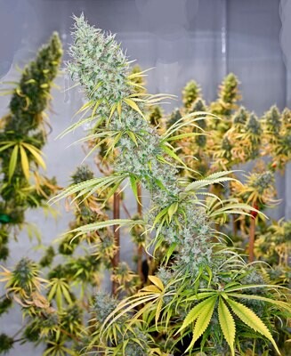 Mr. Nice Seeds - Holy Smoke (reg.) 08786