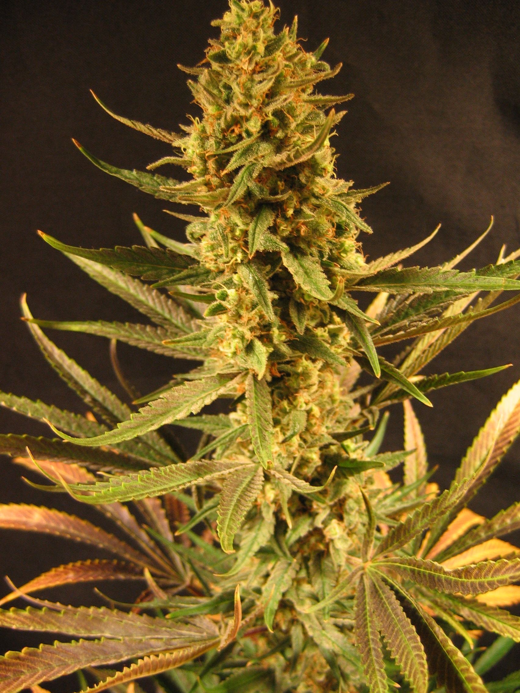 Mr. Nice Seeds - Holy Smoke (reg.)