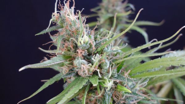 Mr. Nice Seeds - Widow Grail (GROWL) (reg.)