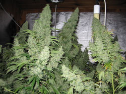 Mr. Nice Seeds - Neville's Haze (reg.)