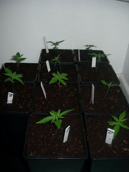 Mr. Nice Seeds - Neville's Skunk (reg.)