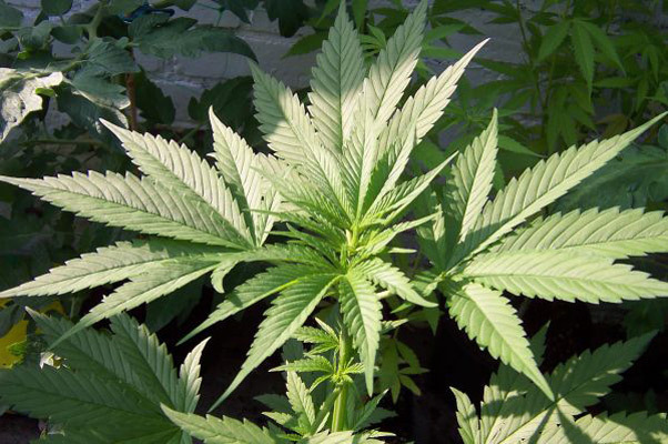 Mr. Nice Seeds - Neville's Skunk (reg.)