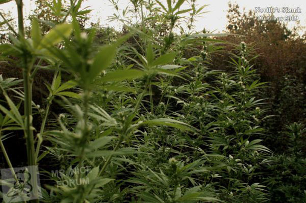 Mr. Nice Seeds - Neville's Skunk (reg.)