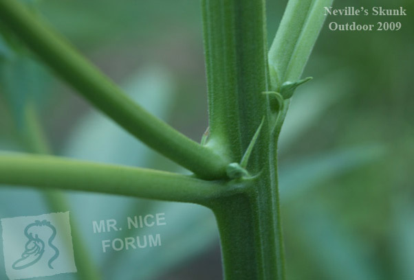 Mr. Nice Seeds - Neville's Skunk (reg.)