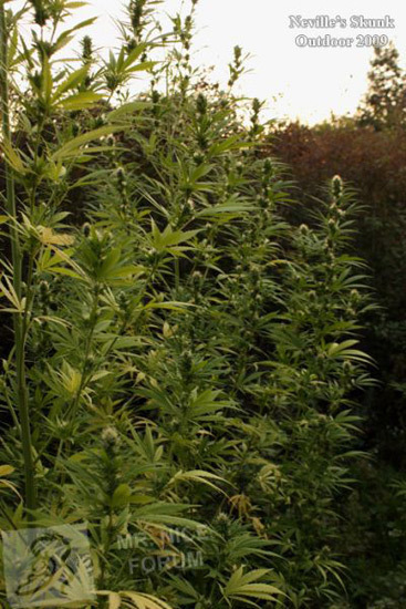 Mr. Nice Seeds - Neville's Skunk (reg.)