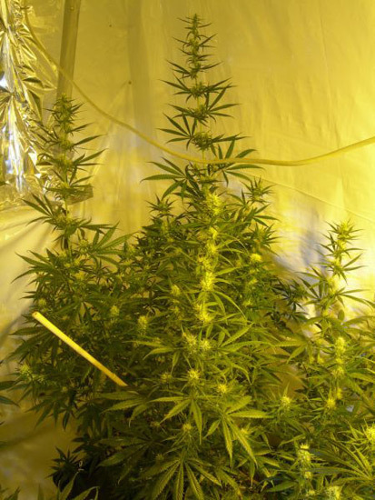 Mr. Nice Seeds - Neville's Skunk (reg.)