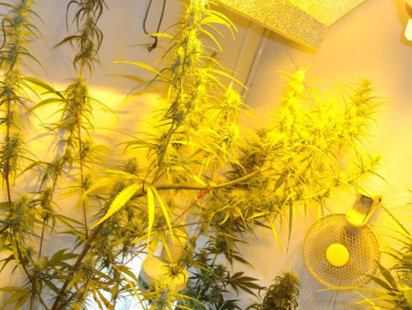 Mr. Nice Seeds - Neville's Skunk (reg.)