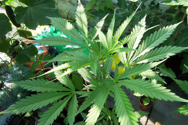 Mr. Nice Seeds - Neville's Skunk (reg.)