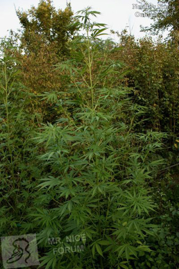 Mr. Nice Seeds - Neville's Skunk (reg.)