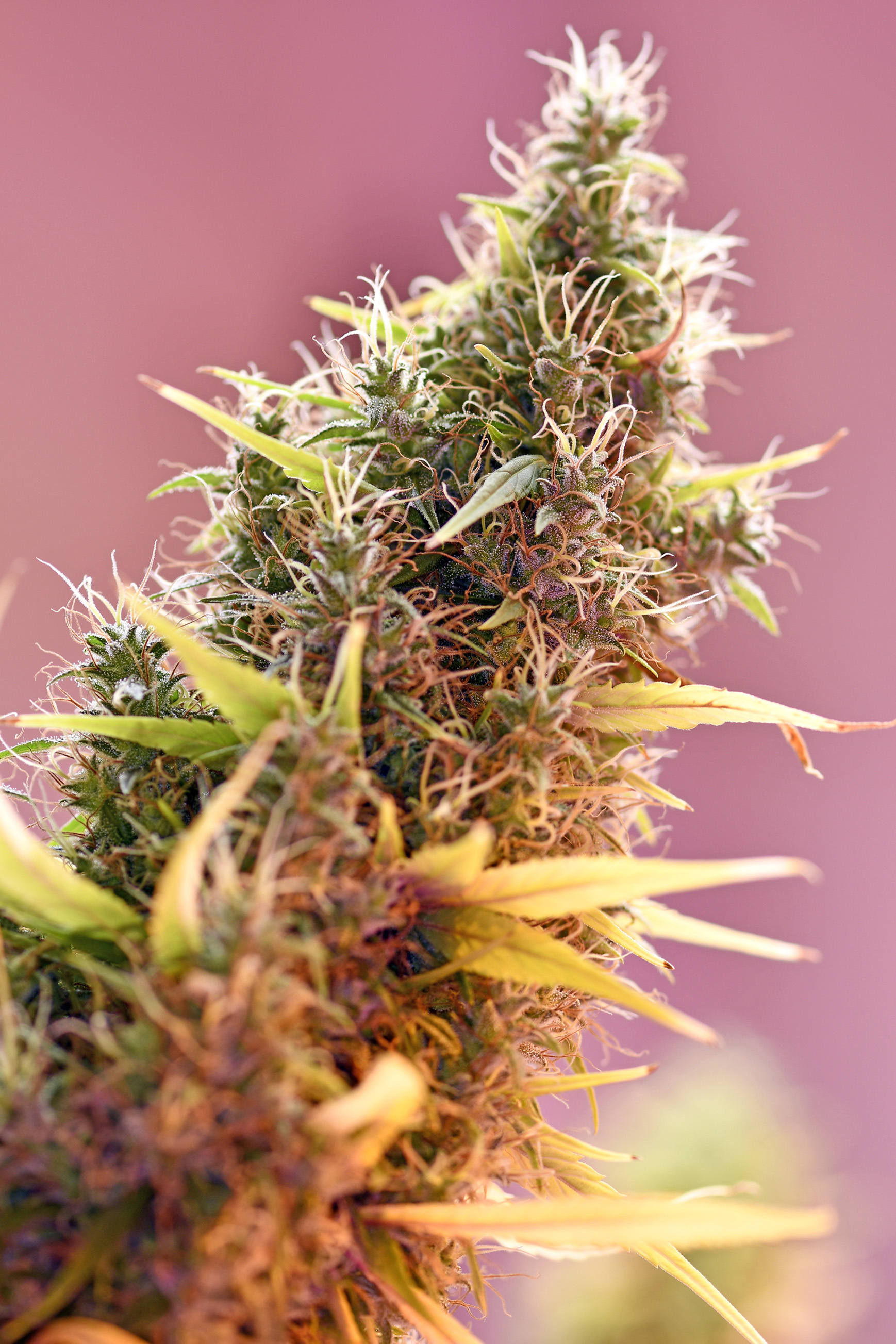 Mr. Nice Seeds - Holy Grail (reg.)