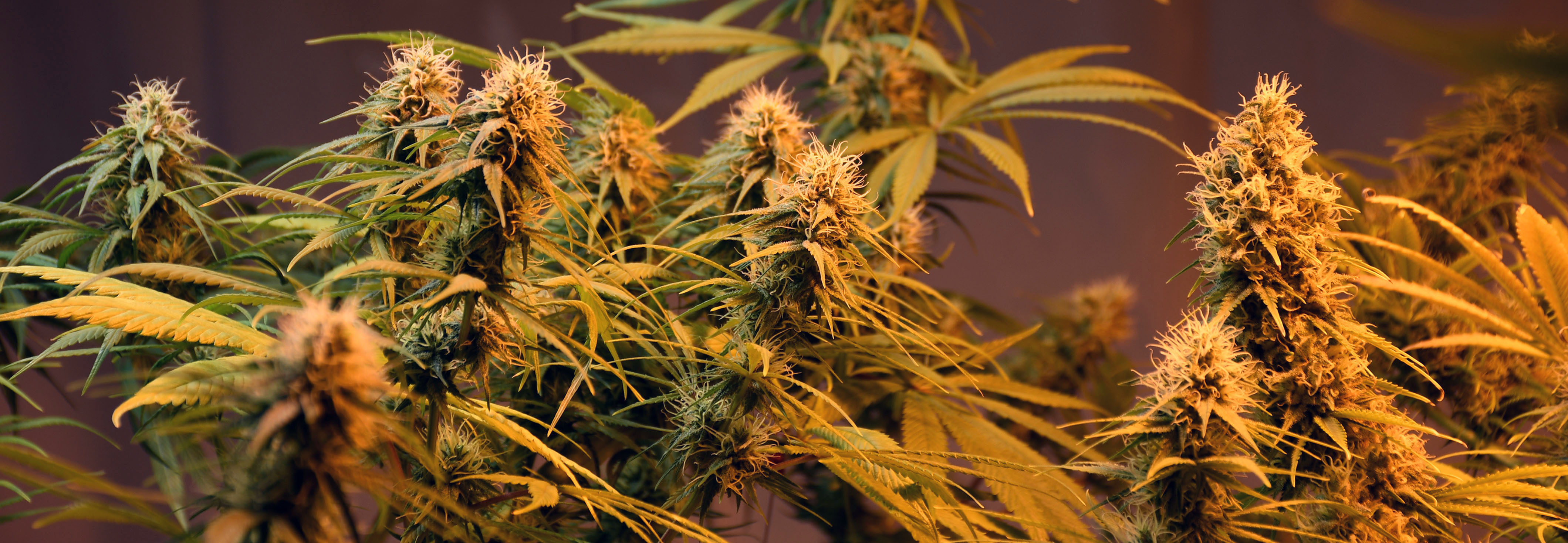 Mr. Nice Seeds - Holy Grail (reg.)