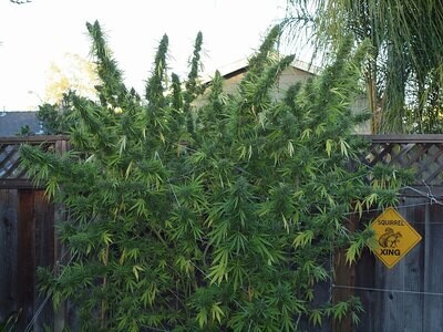 Mr. Nice Seeds - NL5 x Haze (reg.) 08788