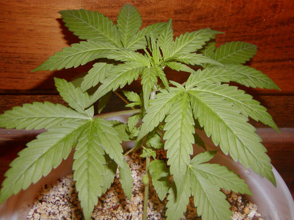 Mr. Nice Seeds - Mango x Widow (reg.)