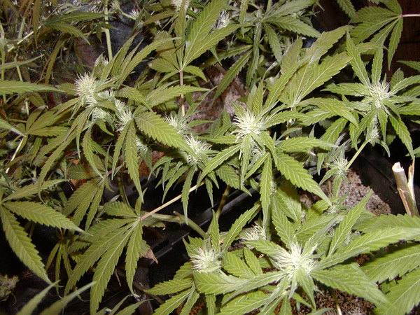 Mr. Nice Seeds - Mango x Widow (reg.)