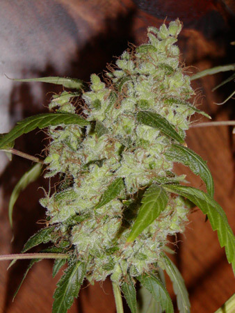 Mr. Nice Seeds - Mango x Widow (reg.)