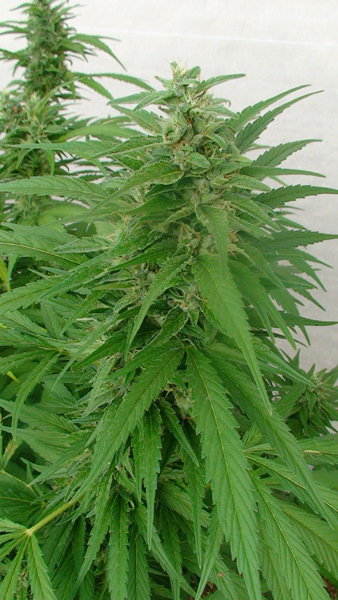 Mr. Nice Seeds - Master Kaze (reg.)