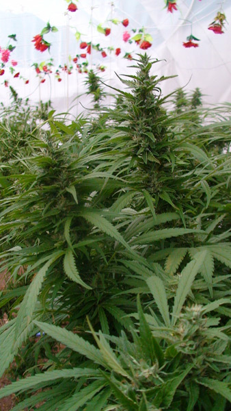 Mr. Nice Seeds - Master Kaze (reg.)