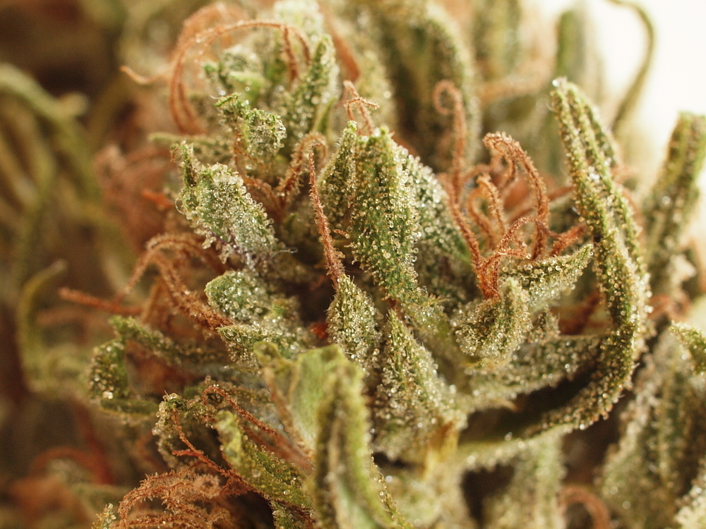 Mr. Nice Seeds - NL5 x Haze (reg.)