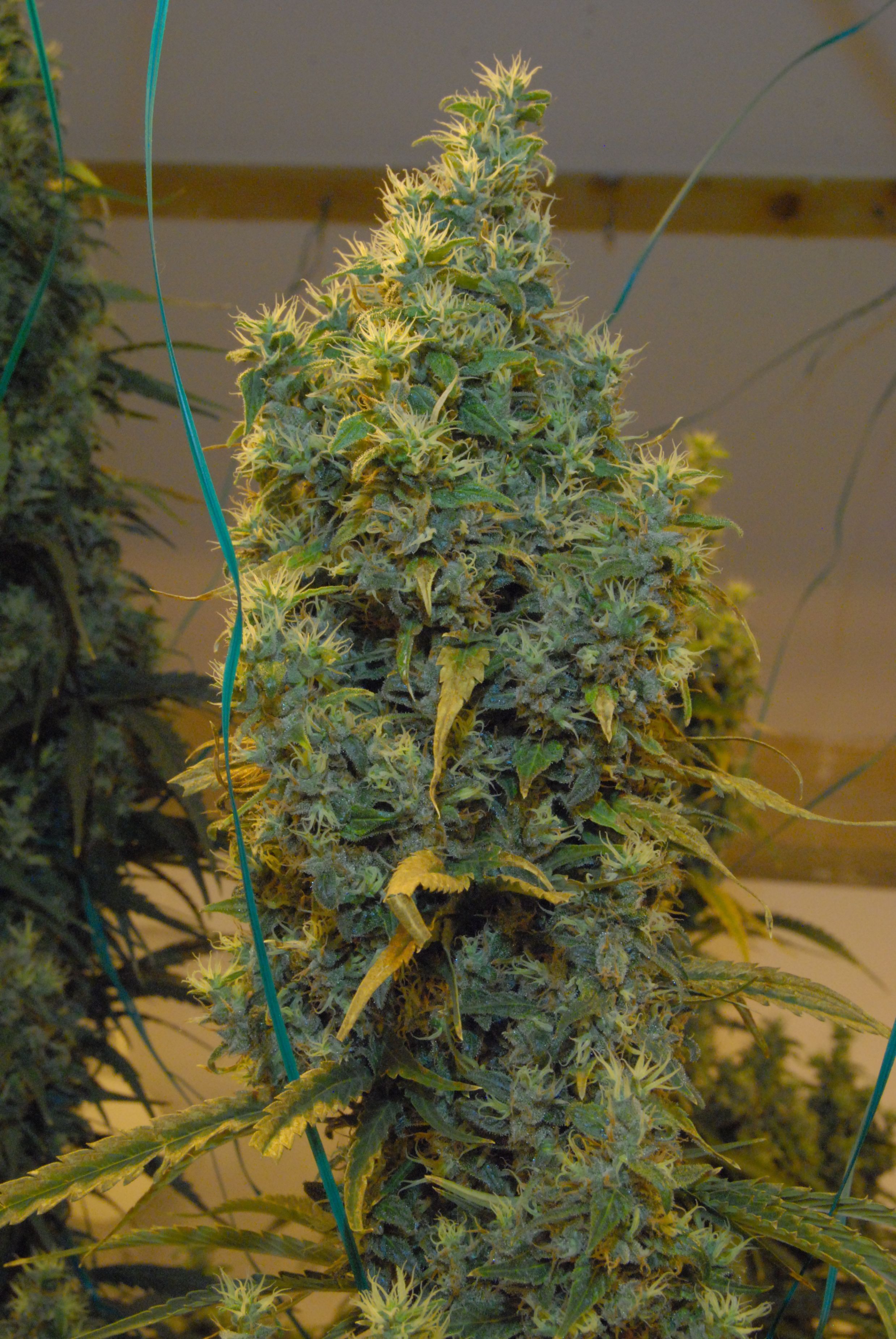 Mr. Nice Seeds - NL5 x Haze (reg.)