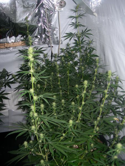 Mr. Nice Seeds - Neville's Skunk (reg.)