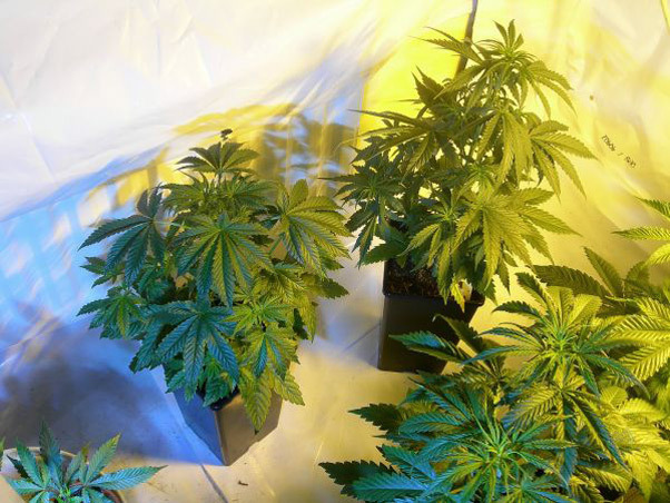 Mr. Nice Seeds - Neville's Skunk (reg.)