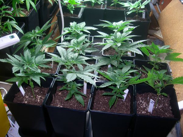 Mr. Nice Seeds - Neville's Skunk (reg.)