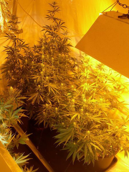 Mr. Nice Seeds - Neville's Skunk (reg.)