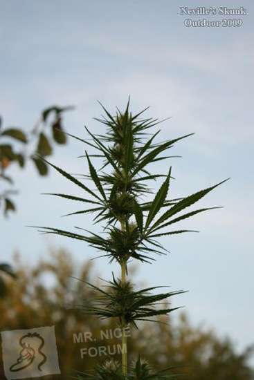 Mr. Nice Seeds - Neville's Skunk (reg.)