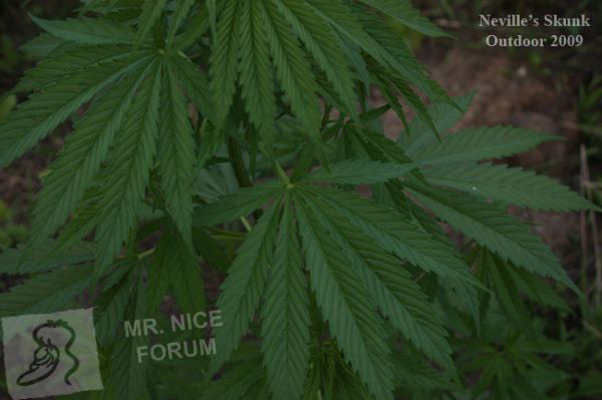 Mr. Nice Seeds - Neville's Skunk (reg.)
