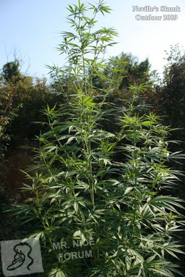 Mr. Nice Seeds - Neville's Skunk (reg.)