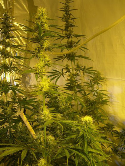 Mr. Nice Seeds - Neville's Skunk (reg.)
