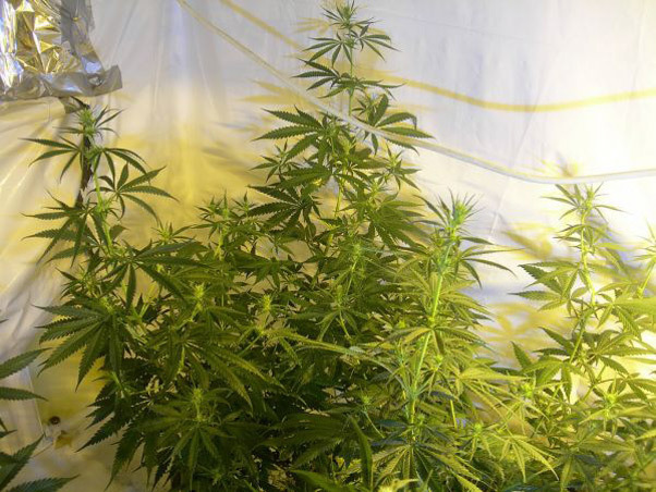Mr. Nice Seeds - Neville's Skunk (reg.)